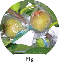 Fig