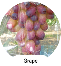 Grape