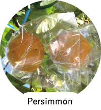 Persimmon