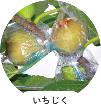 いちじく