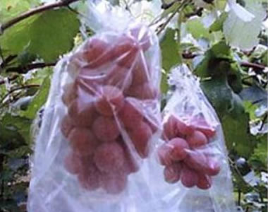 Aki Queen grapes (Okayama Prefecture)