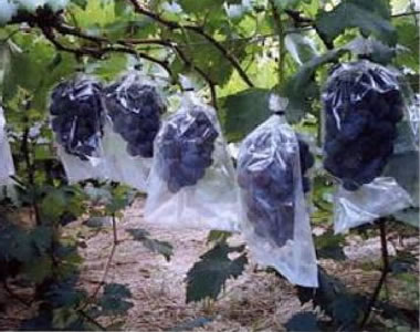 Pione grapes (Okayama Prefecture)