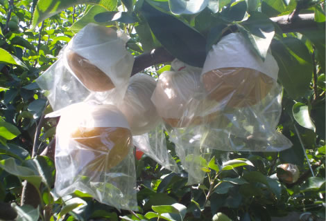 BIKOO bag